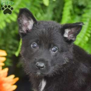 Apollo, German Shepherd Puppy