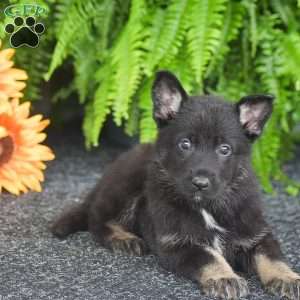 Apollo, German Shepherd Puppy
