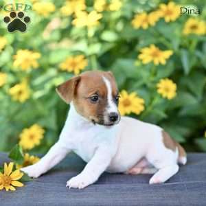 Dina, Jack Russell Terrier Puppy