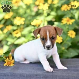 Dina, Jack Russell Terrier Puppy