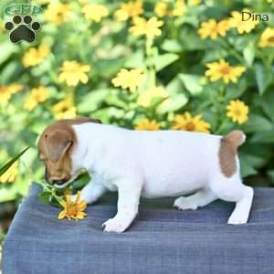 Dina, Jack Russell Terrier Puppy