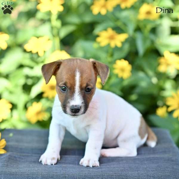 Dina, Jack Russell Terrier Puppy