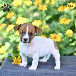 Dina, Jack Russell Terrier Puppy