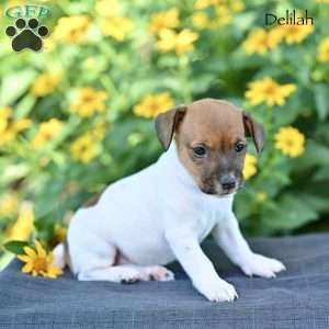 Delilah, Jack Russell Terrier Puppy