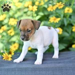 Delilah, Jack Russell Terrier Puppy