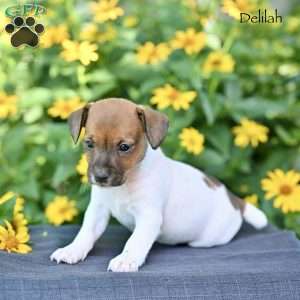 Delilah, Jack Russell Terrier Puppy