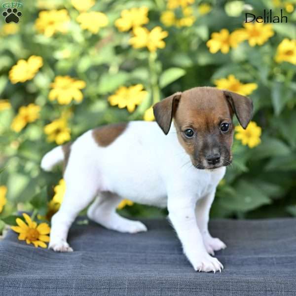 Delilah, Jack Russell Terrier Puppy