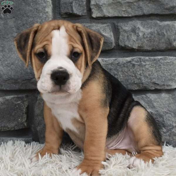 Tater, Beabull Puppy