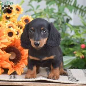 Samantha – Mini, Dachshund Puppy