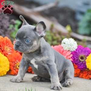 Titan, French Bulldog Puppy