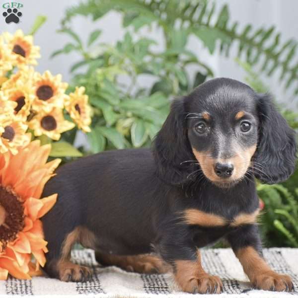 Samantha – Mini, Dachshund Puppy