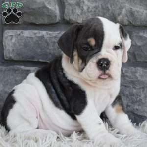 Bella, Beabull Puppy