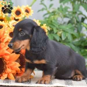 Samantha – Mini, Dachshund Puppy