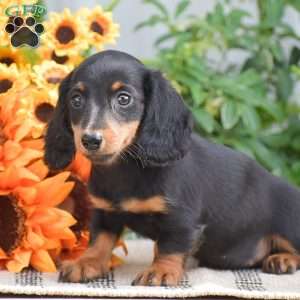 Samantha – Mini, Dachshund Puppy