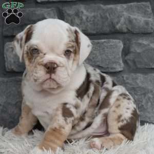 Turbo, Beabull Puppy