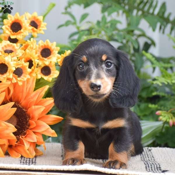 Seth – Mini, Dachshund Puppy