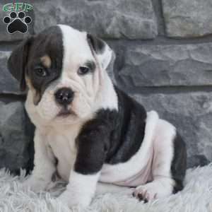 Bella, Beabull Puppy
