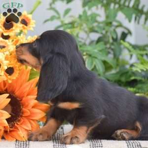 Seth – Mini, Dachshund Puppy