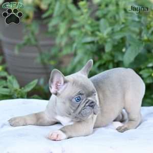 Jayna, French Bulldog Puppy
