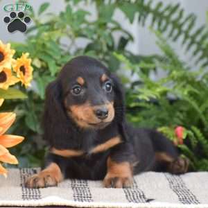 Seth – Mini, Dachshund Puppy