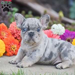 Tiger, French Bulldog Puppy