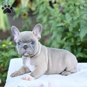 Jayna, French Bulldog Puppy