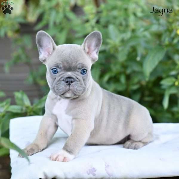 Jayna, French Bulldog Puppy