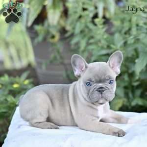 Jayna, French Bulldog Puppy