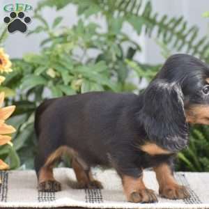 Seth – Mini, Dachshund Puppy