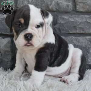Bella, Beabull Puppy