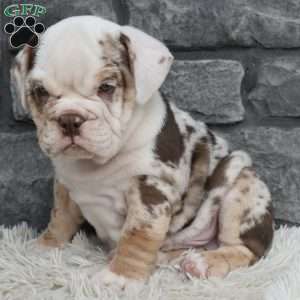 Turbo, Beabull Puppy
