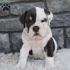 Bella, Beabull Puppy