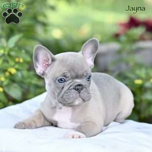 Jayna, French Bulldog Puppy