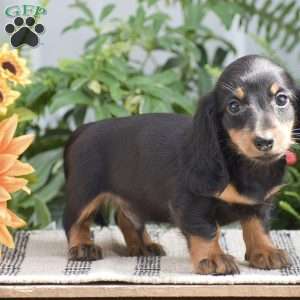 Seth – Mini, Dachshund Puppy