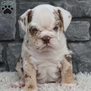 Turbo, Beabull Puppy
