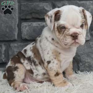 Turbo, Beabull Puppy