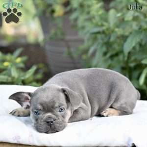 Julia, French Bulldog Puppy