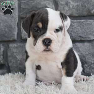 Bella, Beabull Puppy