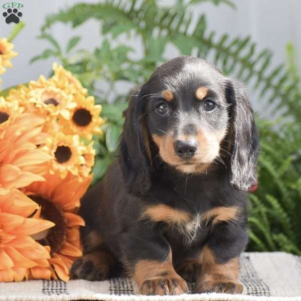 Shawn – Mini, Dachshund Puppy