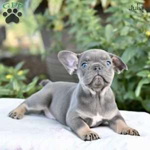 Julia, French Bulldog Puppy