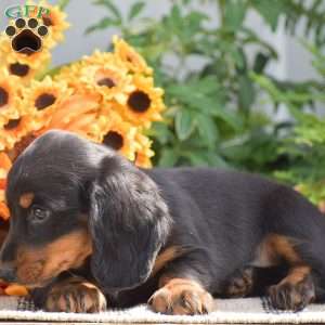 Shawn – Mini, Dachshund Puppy