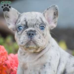 Tiger, French Bulldog Puppy