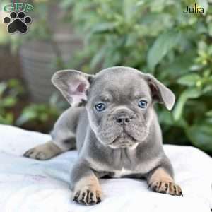 Julia, French Bulldog Puppy