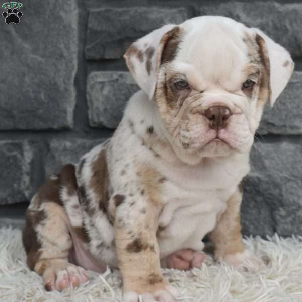 Turbo, Beabull Puppy
