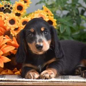 Shawn – Mini, Dachshund Puppy