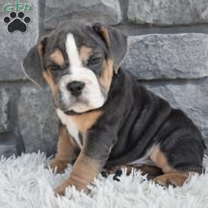 Bubba, Beabull Puppy