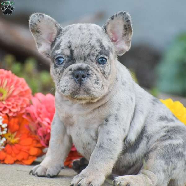 Tiger, French Bulldog Puppy