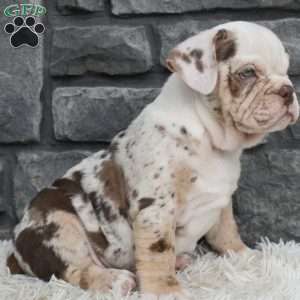 Turbo, Beabull Puppy