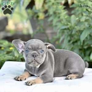 Julia, French Bulldog Puppy