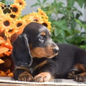 Shawn – Mini, Dachshund Puppy
